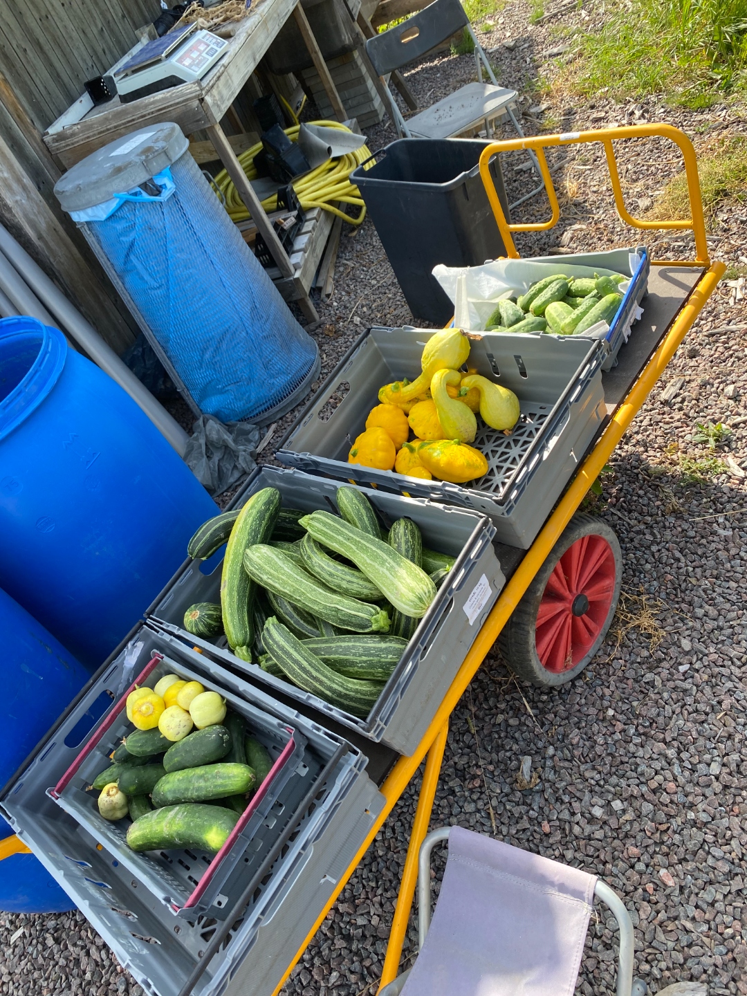 Lådor med nyskörd squash, zucchini och gurkor