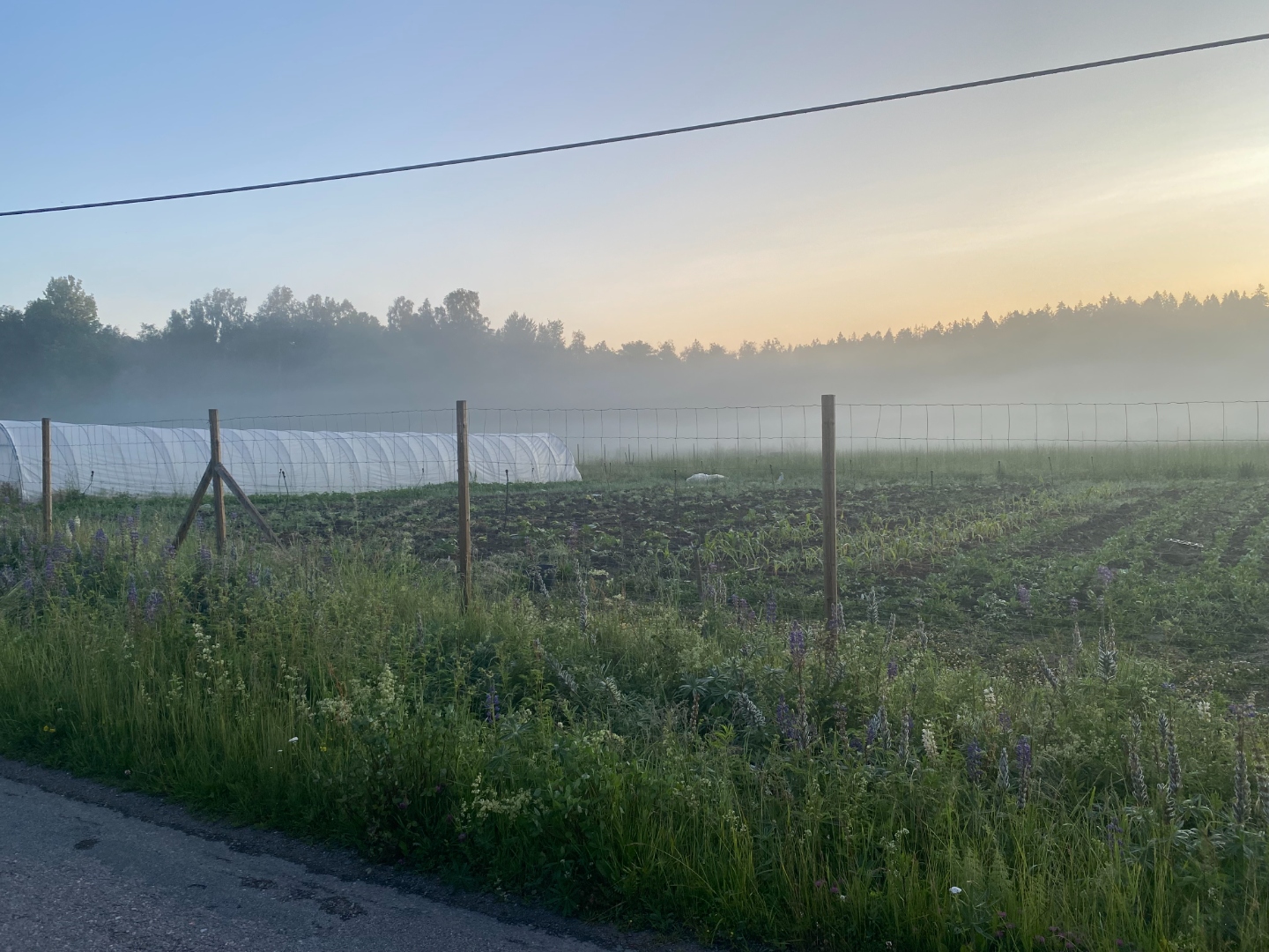 Ekologisk odling i Vårdinge – dimhöljda fält i morgonljus med odlingstunnel och vildblommor