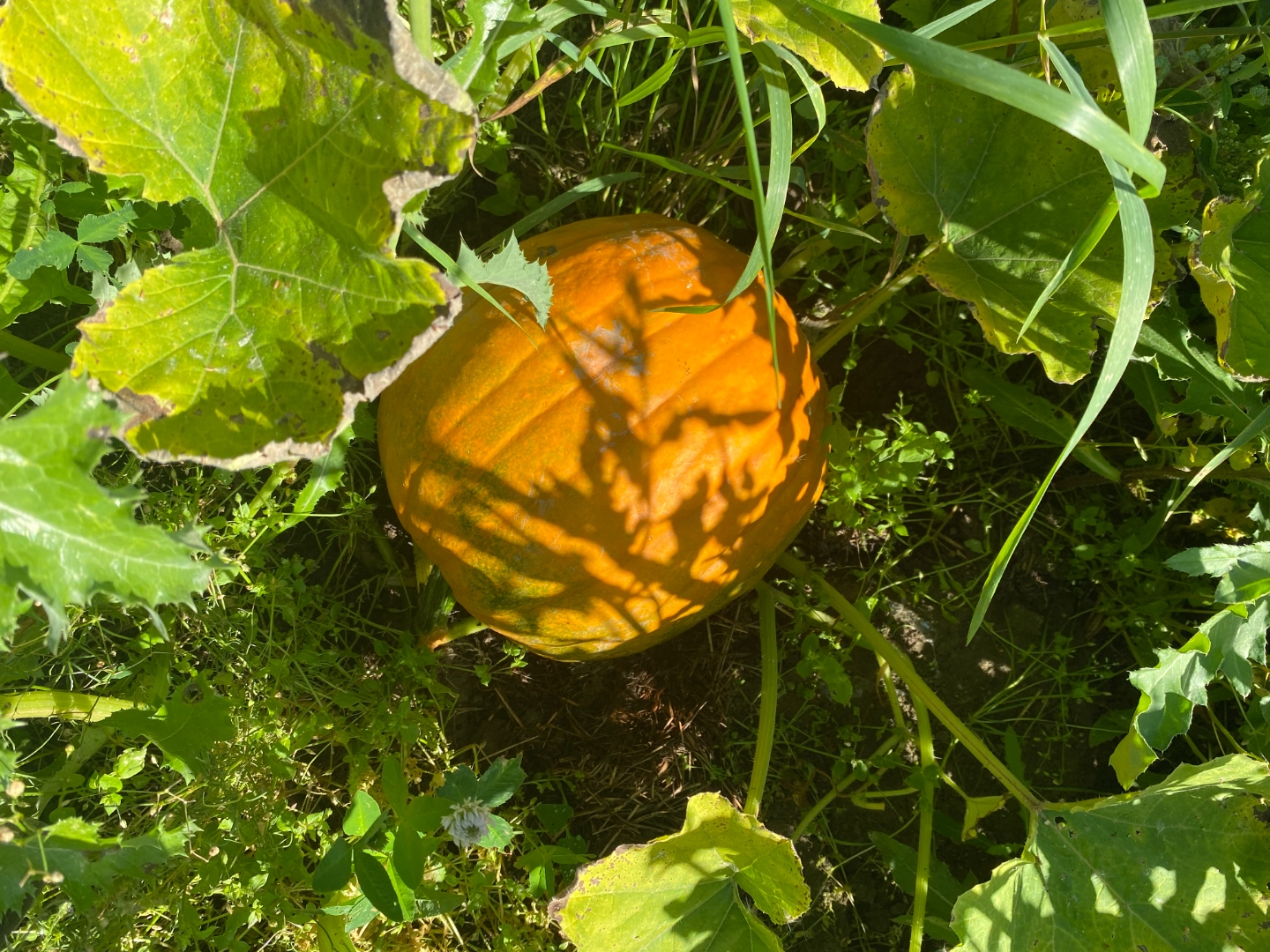 Orange pumpa som mognar bland gröna blad i solljus