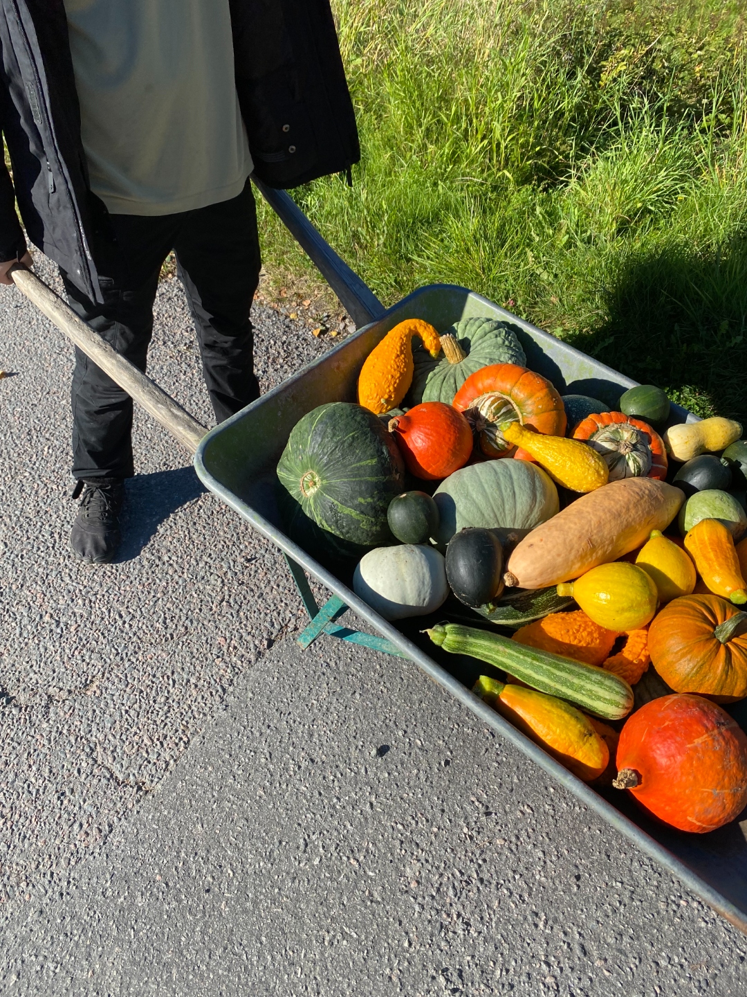 Skottkärra full med färgglada ekologiska pumpor och squash